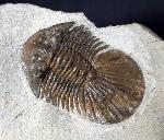 Scabriscutellum hammadi CHATTERTON et al. 2006 - Bild &copy; FossNet FossilienStore